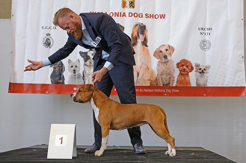 Why Attend WALLONIA DOG SHOW? B2B Intro - 3