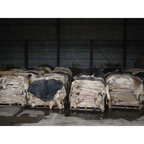 Wet Salted Donkey Hides and Cow Hides, cattle Hides