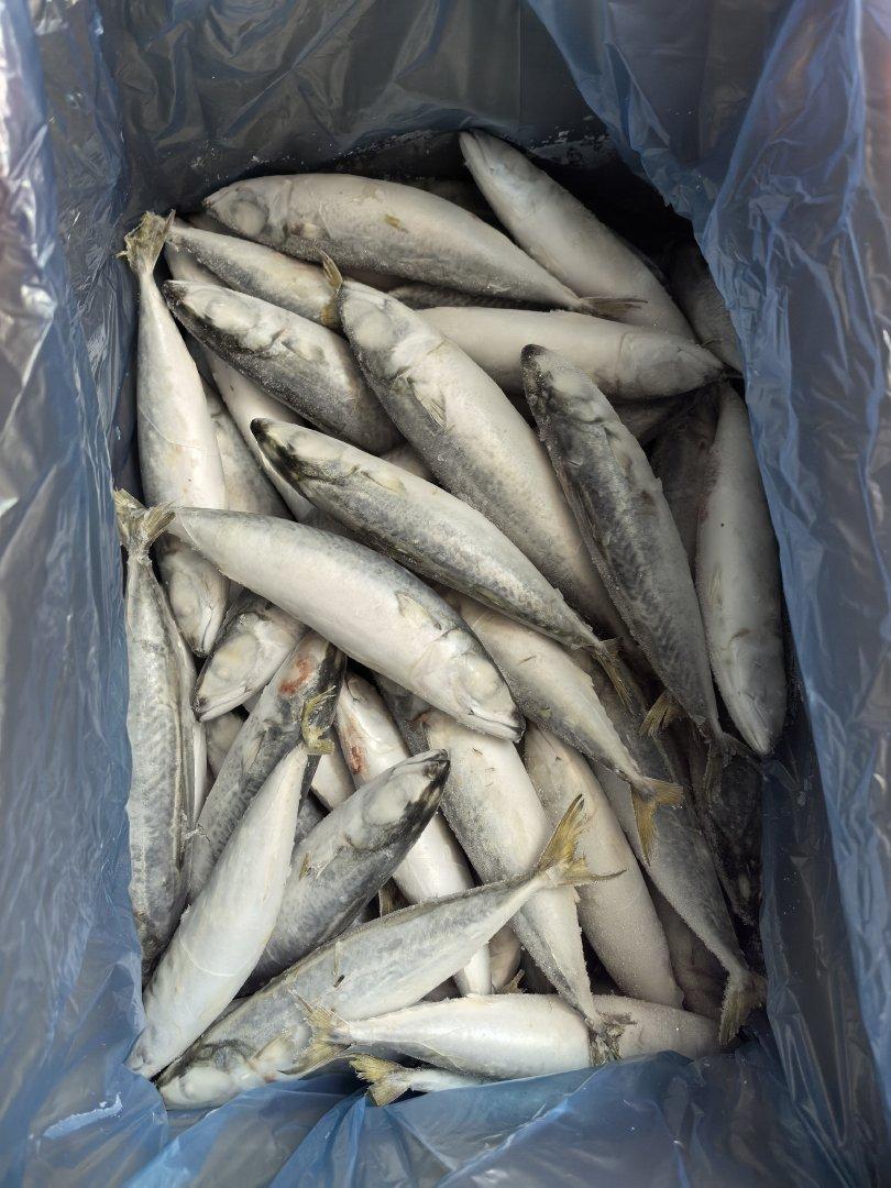 Discover the Top 4 Frozen Fish suppliers in China - 1