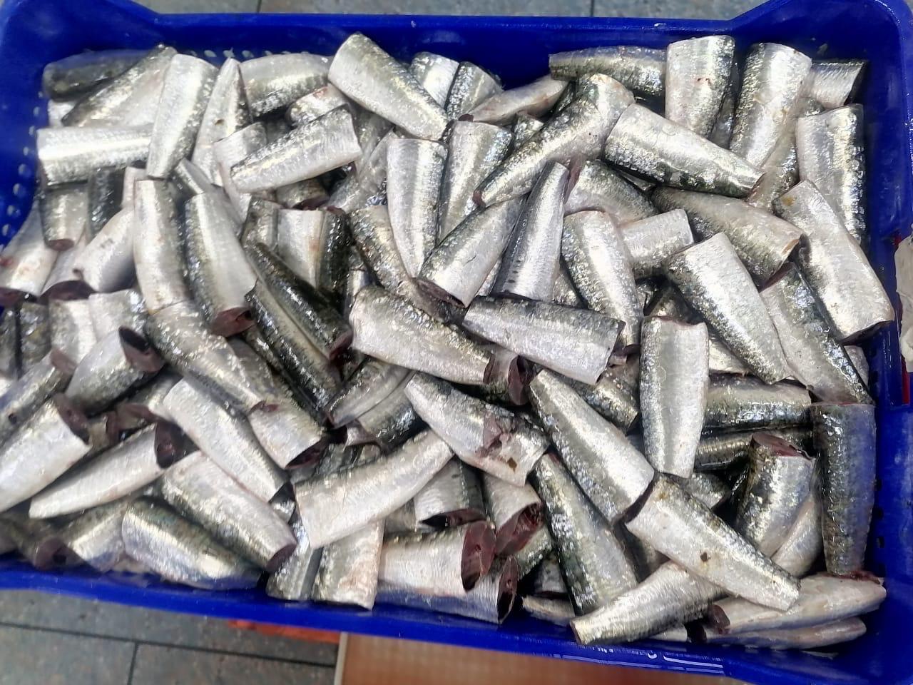 Frozen Sardine HGT