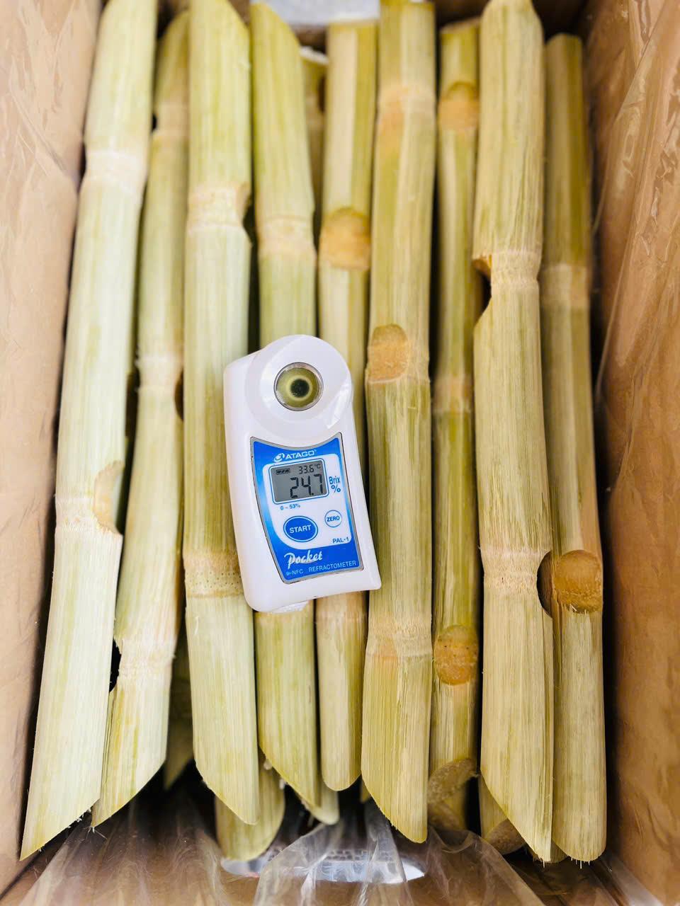 Sugarcane Packaging