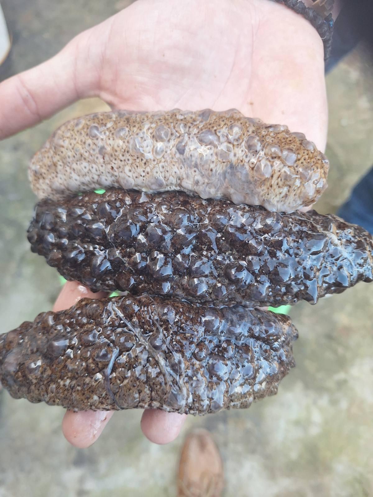 Sea Cucumber Product 1
