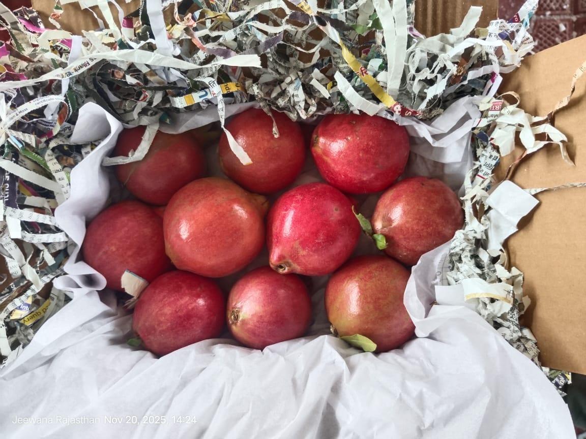 Premium Pomegranate Fruit