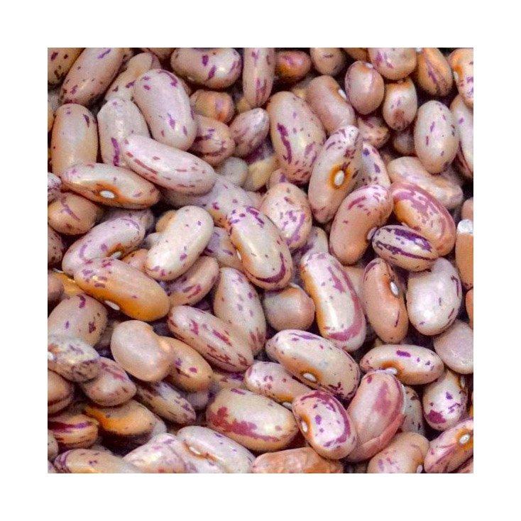 Premium grade sugar beans for wholesale food supply and processing