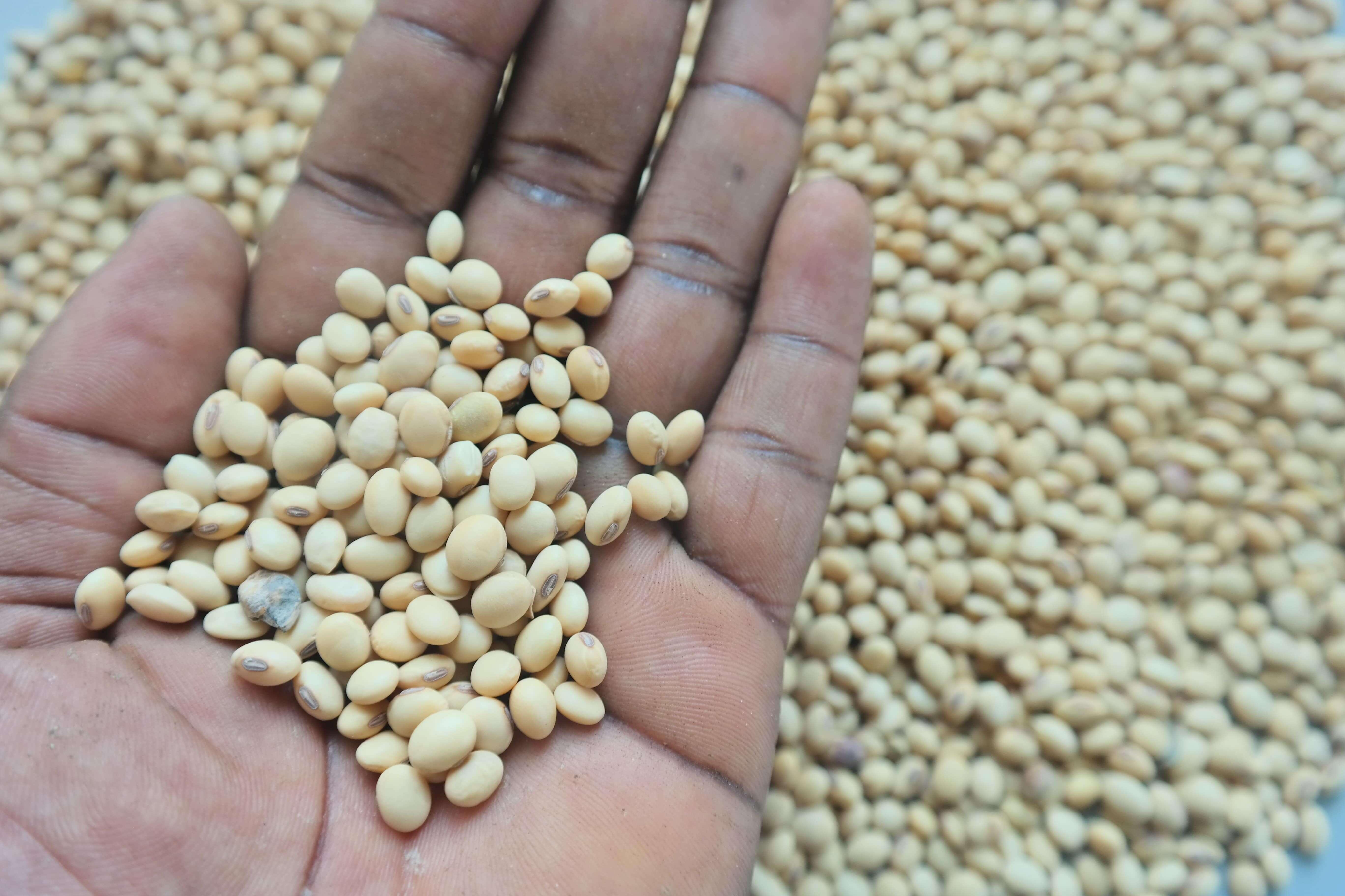 NON GMO SOYEANS for animal consumption