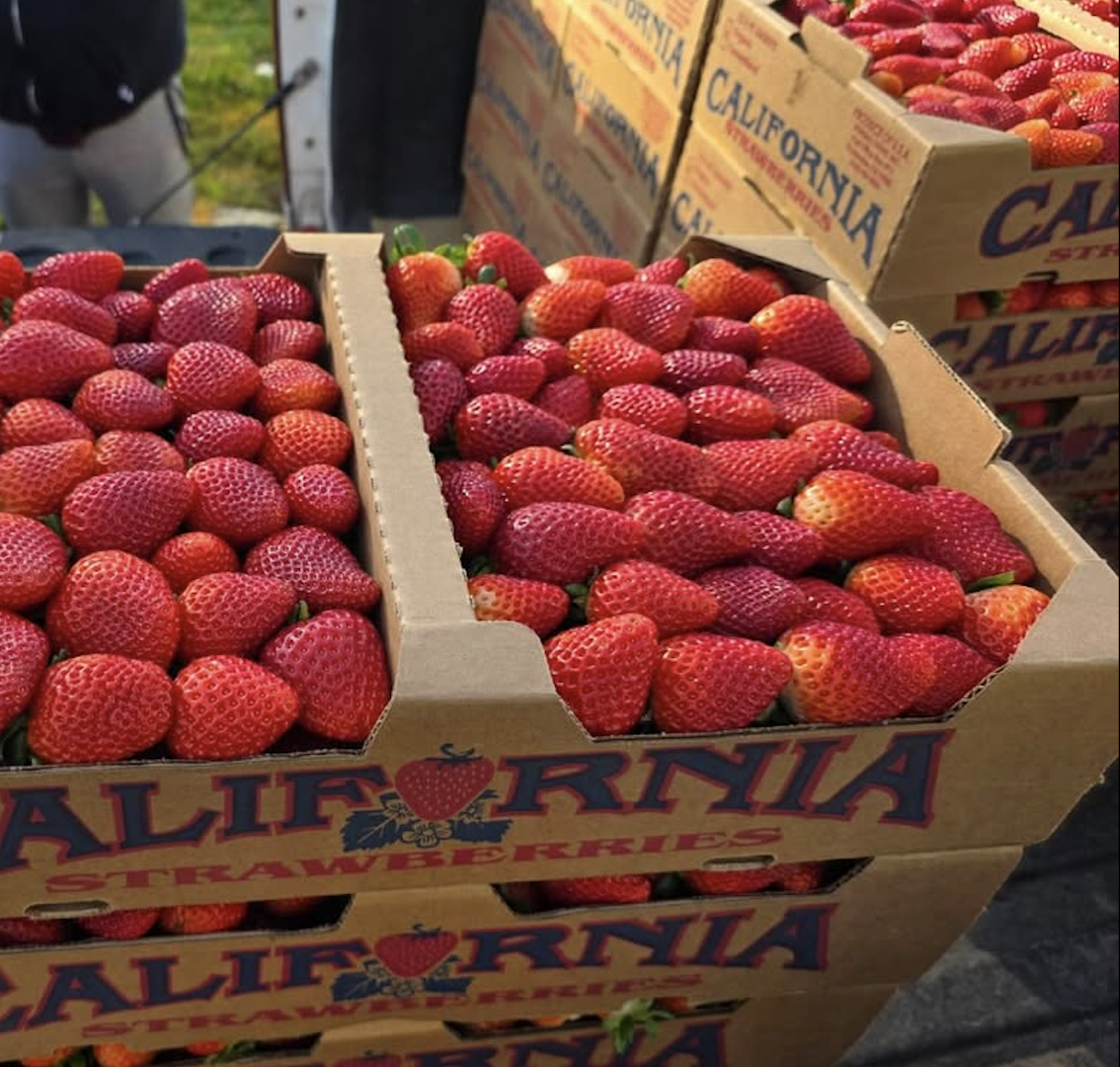 Ripe Large Strawberries,Red Delicious Strawberry Excellent Presentation Ready Export