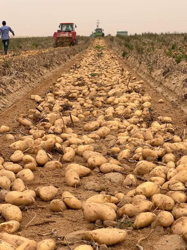 Potato Image 2