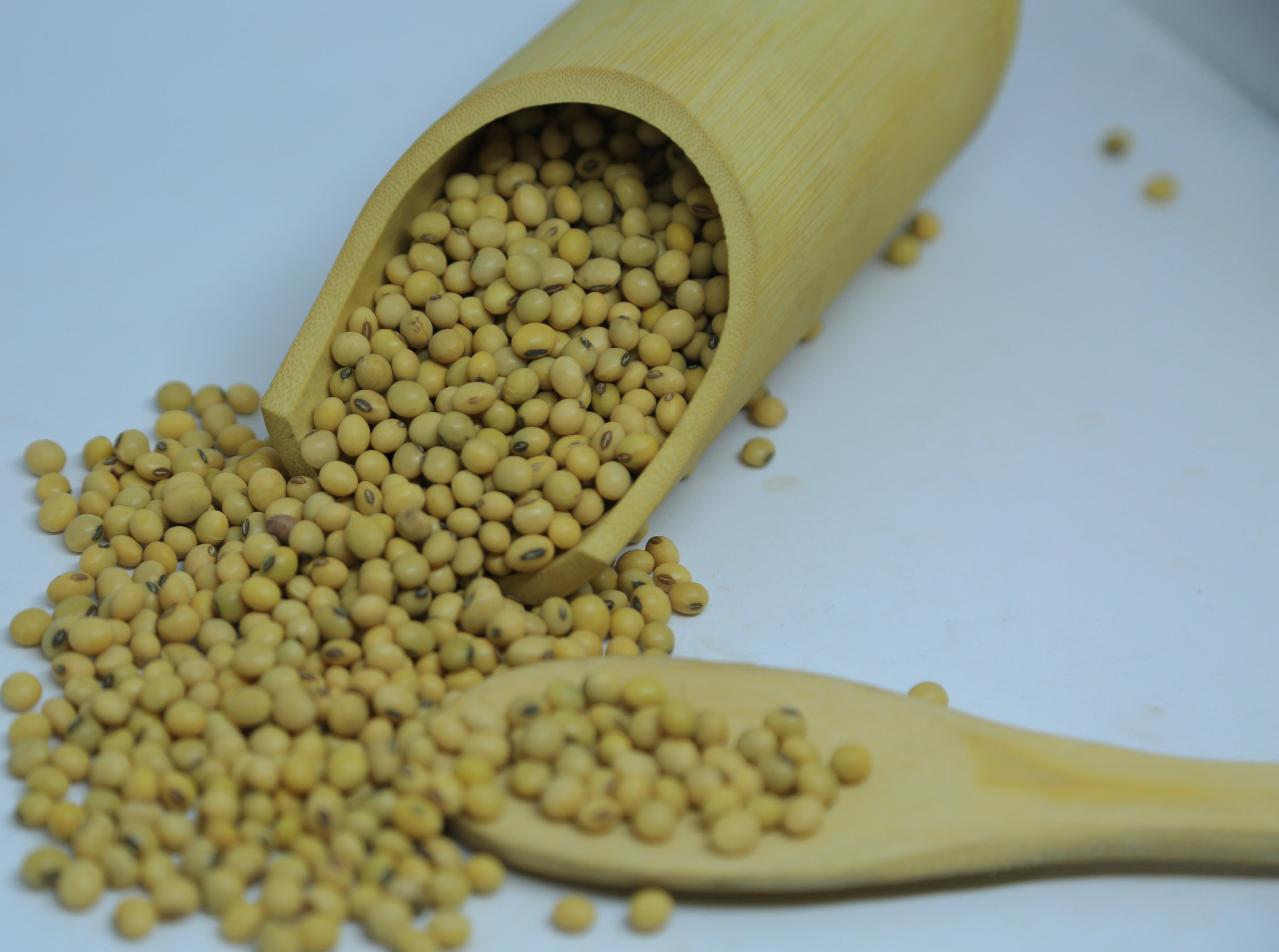 2024 Harvest Ethiopian Soya Beans - 14% Max Moisture, Grade 1 Quality, Bulk Quantity Available