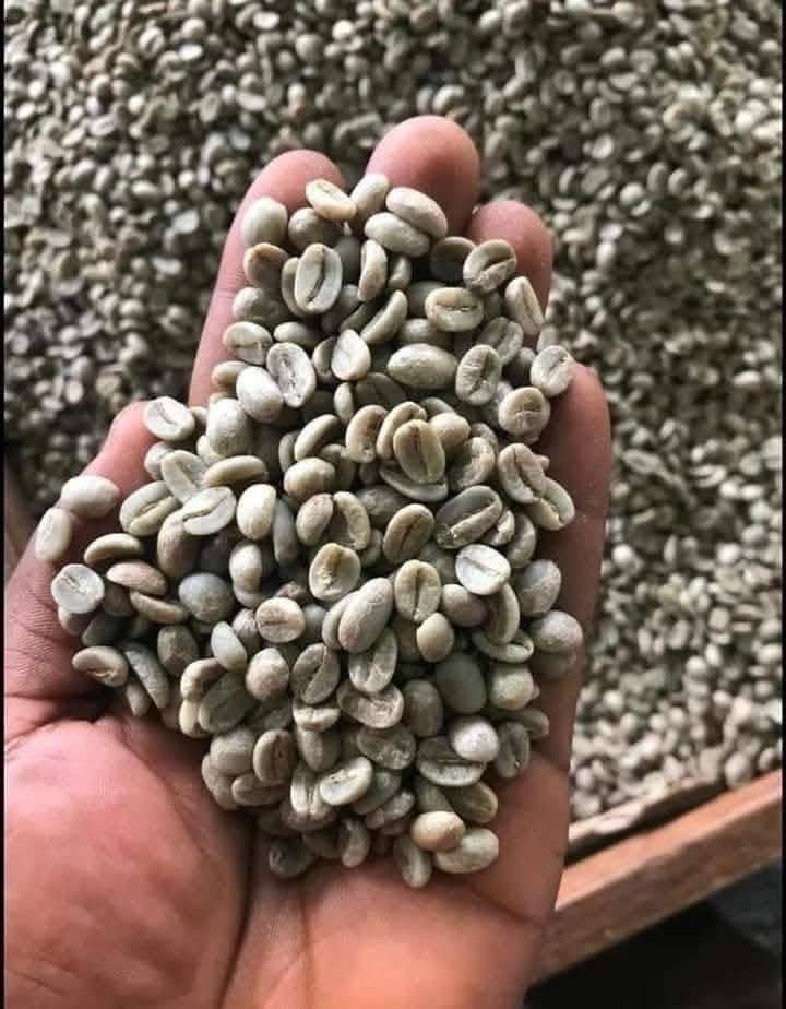 Grade AA coffee beans now available for bulk supply. sc 16 to 20 available and ready for export 