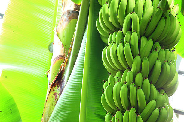 Top 4 Banana Suppliers in Portugal in Quarter 3 of 2025: A Market Snapshot