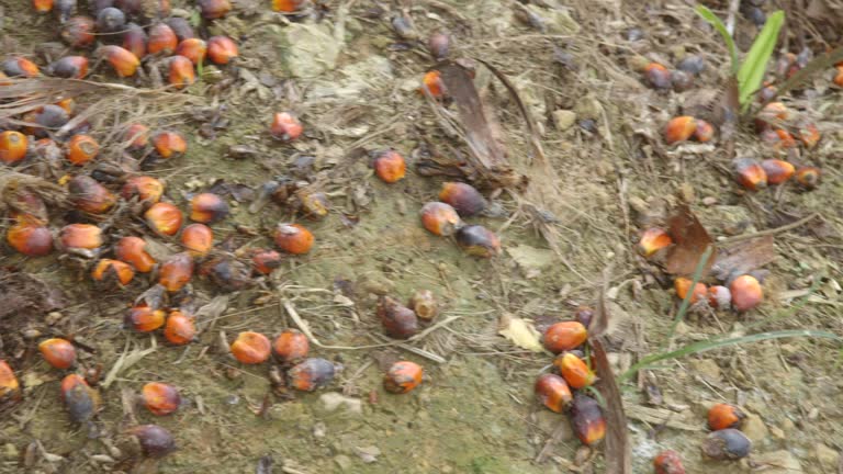 Your Expert Guide to Procuring Top-Tier Palm Oil: Top 9 Palm Oil Suppliers in Malaysia in Year 2025
