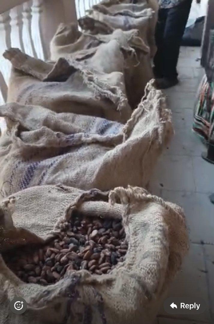 Cocoa Bean – product photo, product description