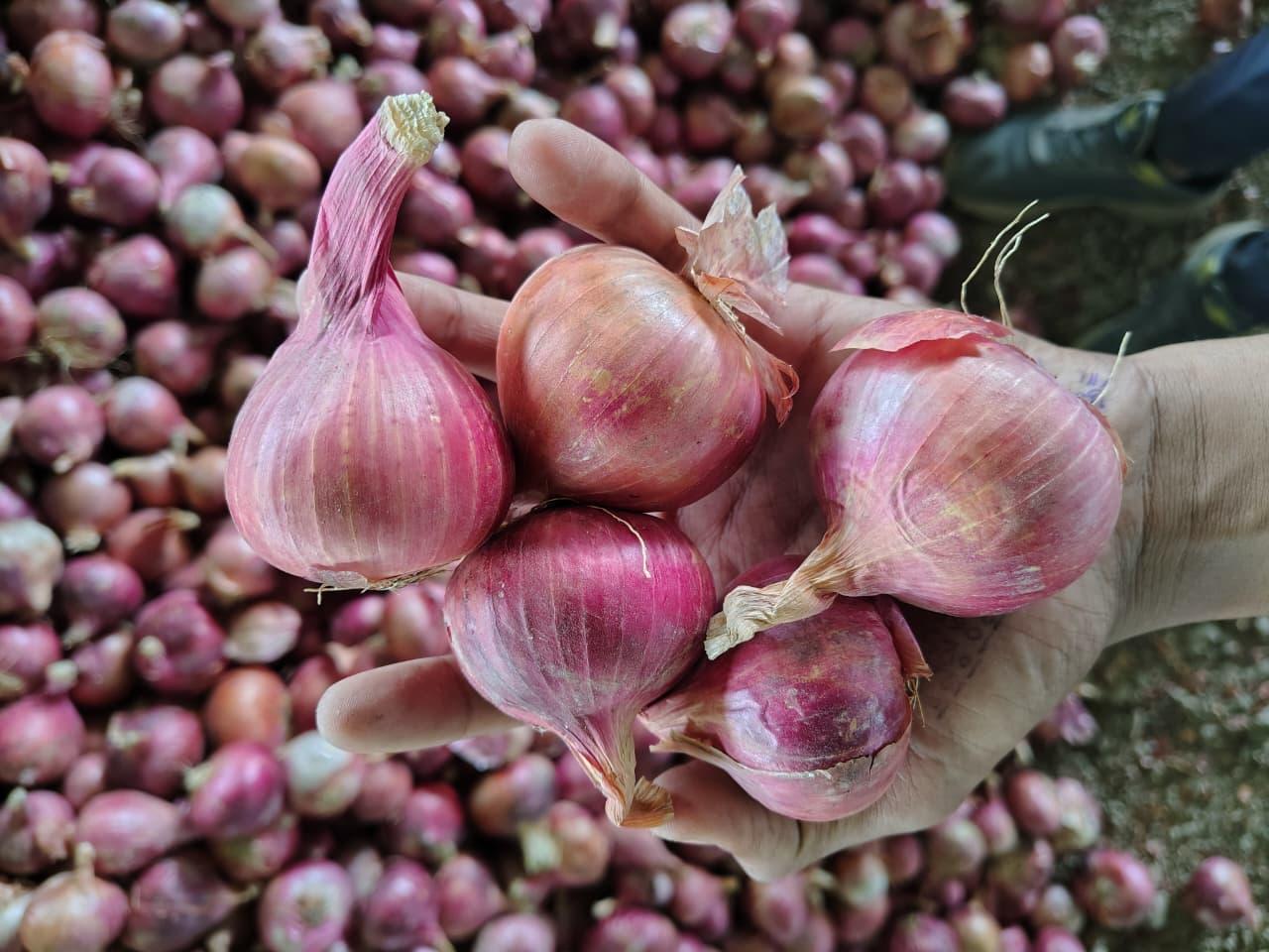 fresh Onion Shelf Life Long Appearance Clean Size Grades 45+, 50+, 55+ Mm Origin Nashik, Maharashtra (india) Shipment Port Nhava Sheva /