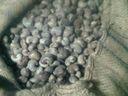 High-quality *CASHEW nuts _with WW180, WW240, WW320, WW450
