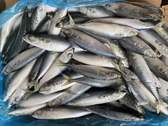 Frozen Spanish Mackerel Fish (king fish/seer fish) Seafood Hotsale Factory Price