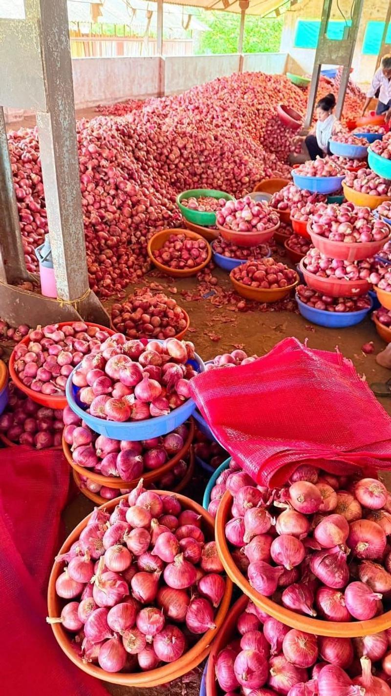 Fresh Onion
