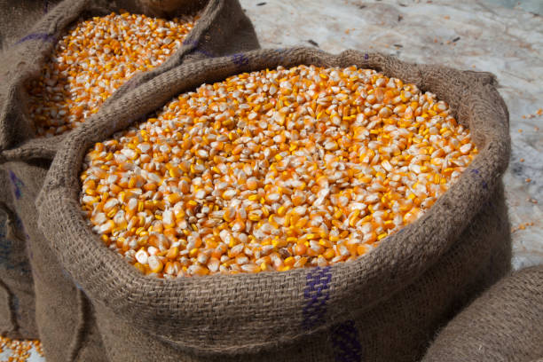 Top 6 Corn Suppliers in Austria in Year 2025