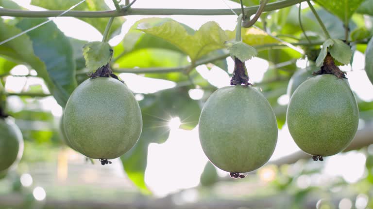 A Comprehensive Guide to Sourcing High-Quality Passion Fruit: Top 10 Passion Fruit Suppliers in China in Year 2025