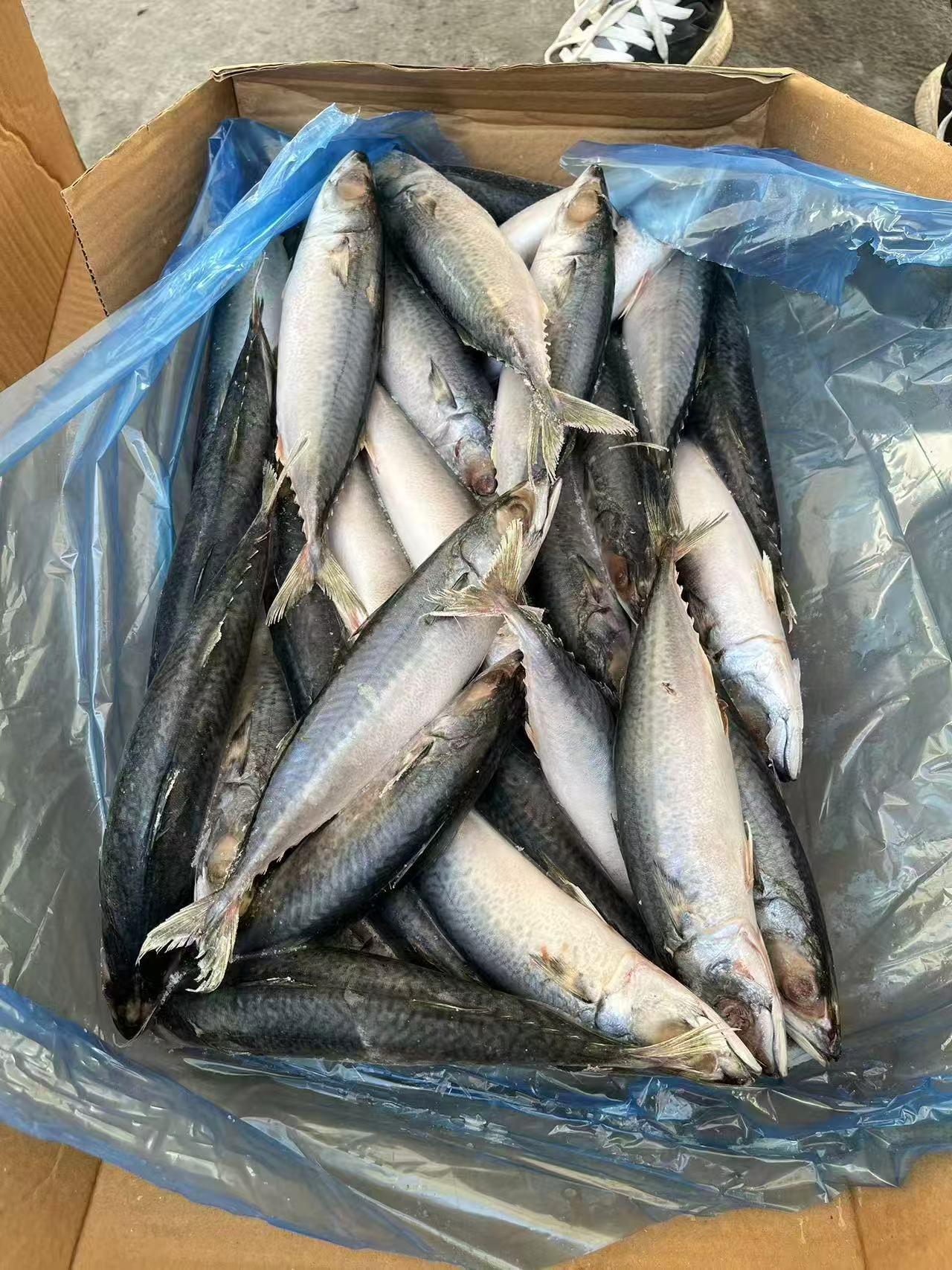Discover the Top 4 Frozen Fish suppliers in China - 5