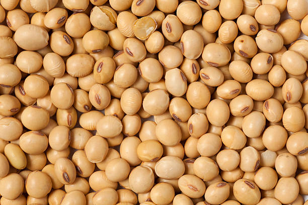A Comprehensive Guide to Sourcing High-Quality Soybean: Top 6 Soybean Suppliers in Canada in Quarter 2 of 2025