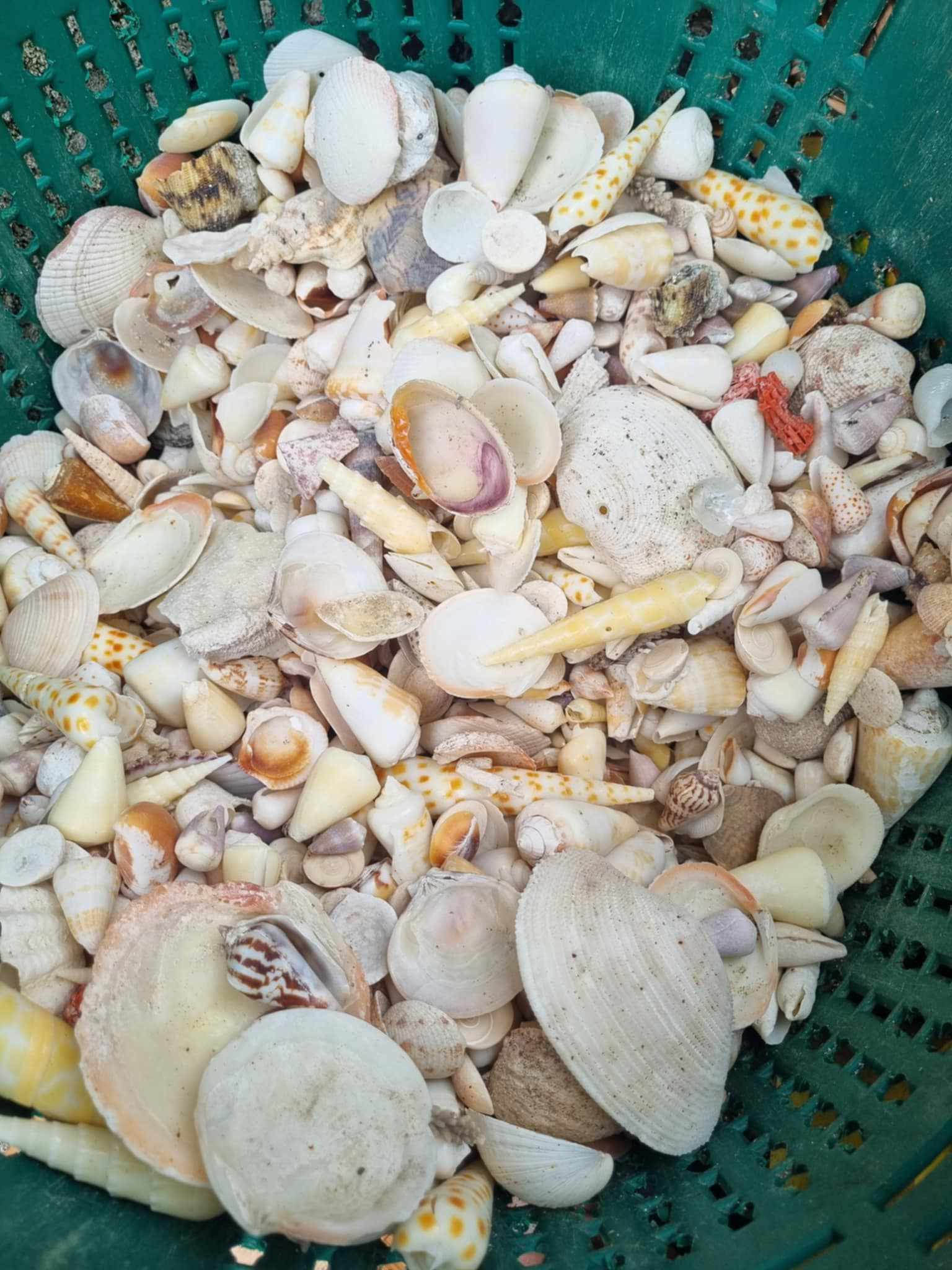 Natural Marine Seashells 3