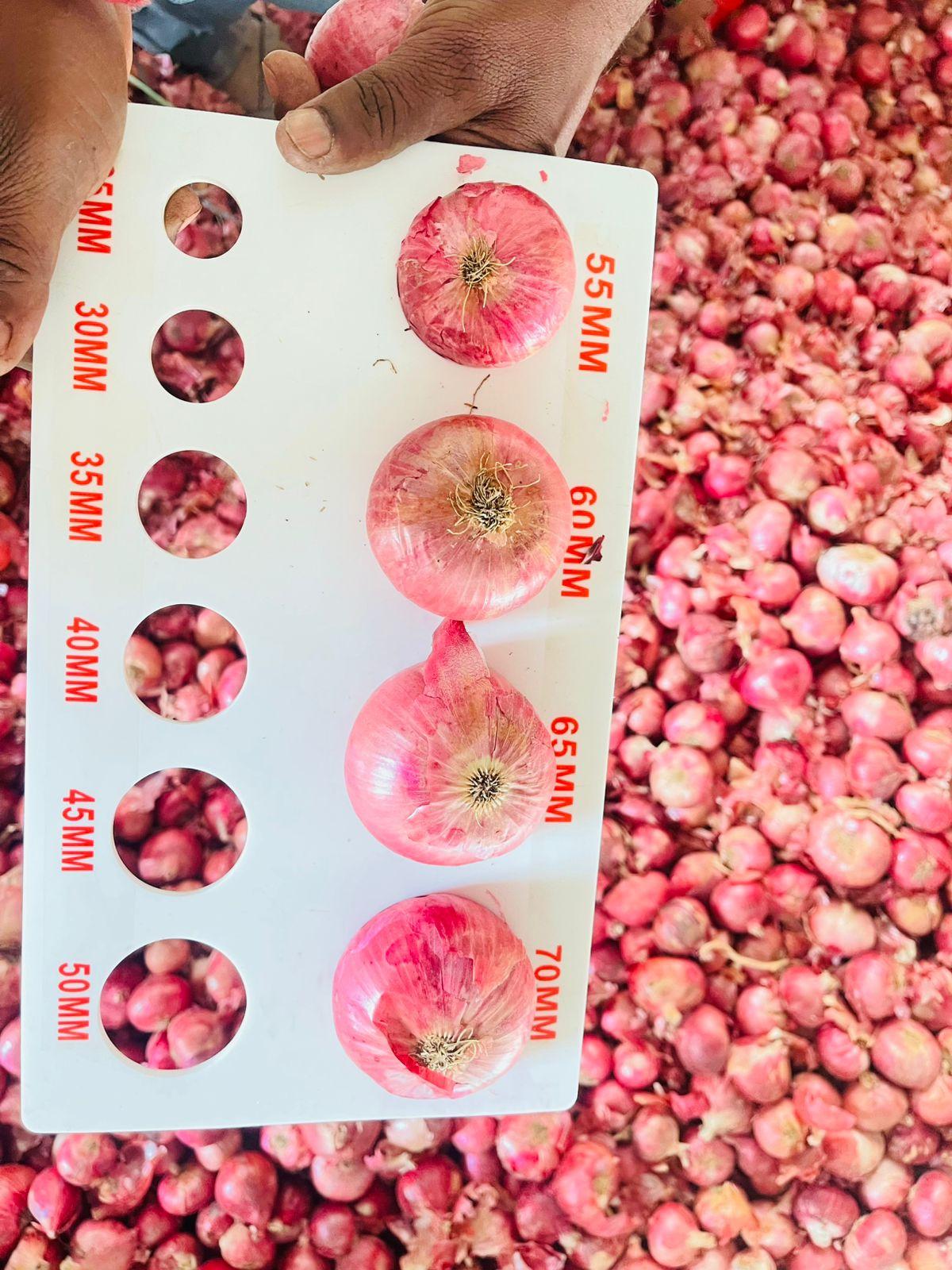 Red fresh Onion