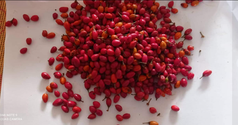 Buy Erythroxylum Coca Seeds - Erythroxylum Novogratense - Coca Seeds - Coca plant