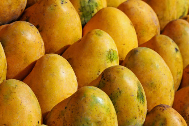 Top 3 Mango Suppliers in Thailand in Week 18 of 2025: A Data-Driven Export Market Analysis