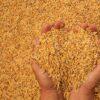 Wheat