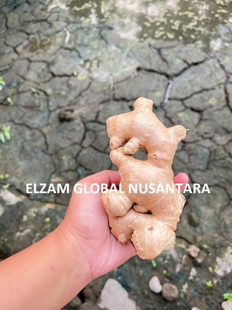Indonesian Fresh Elephant Ginger / Cleaned High Quality Natural Spices for Wholesale Export