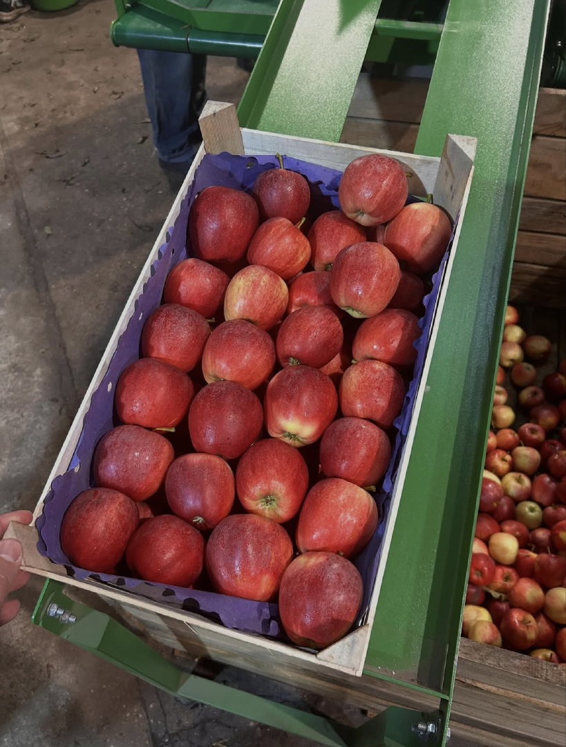 FRESH HARVEST PINK LADY APPLES CAREFULLY PACKED 10Kg-18Kg WHOLESALE