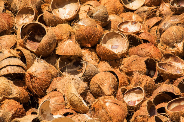 Your Expert Guide to Procuring Top-Tier Coconut Shell: Top 8 Coconut Shell Suppliers in United Kingdom in Year 2025