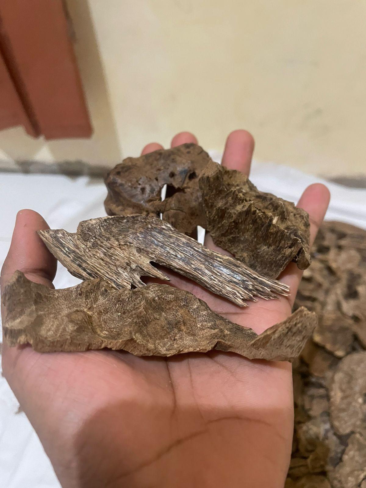 agarwood Kalimantan