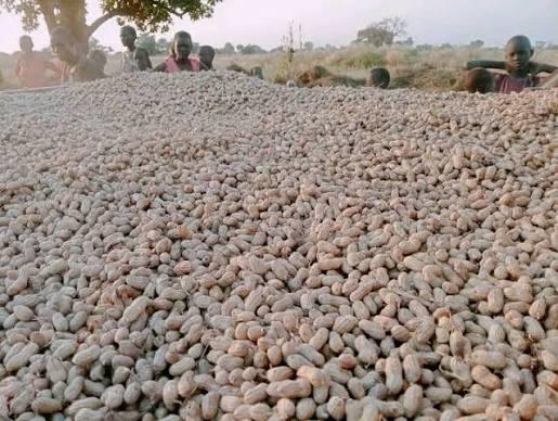 groundnuts seeds