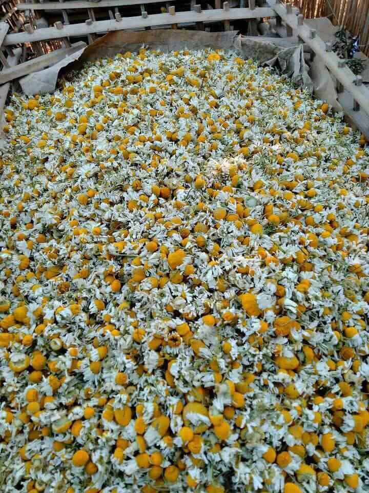 Top 6 Herbs suppliers in Egypt — 6 Capabilities Reviewed