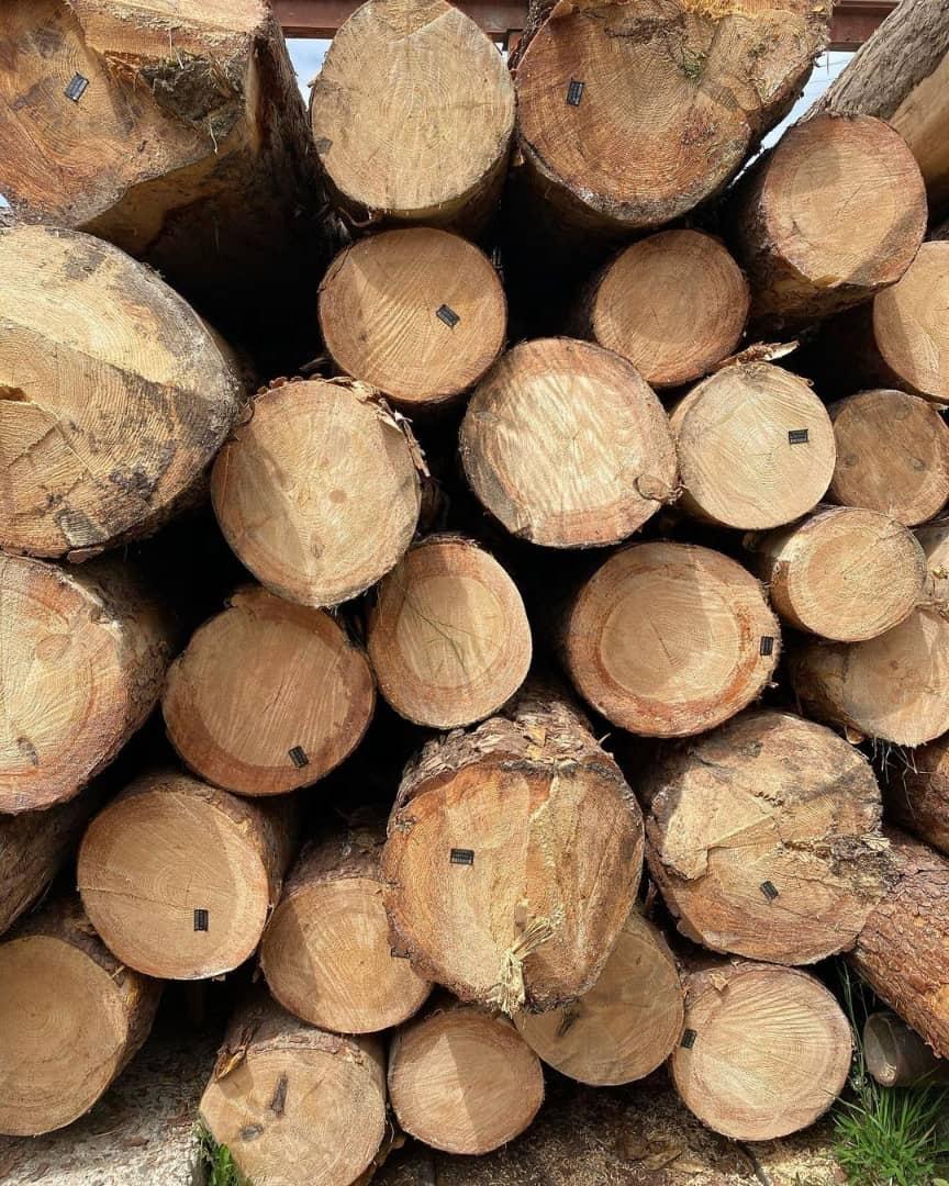 Beech logs 3m+/30cm+ FOR SALE