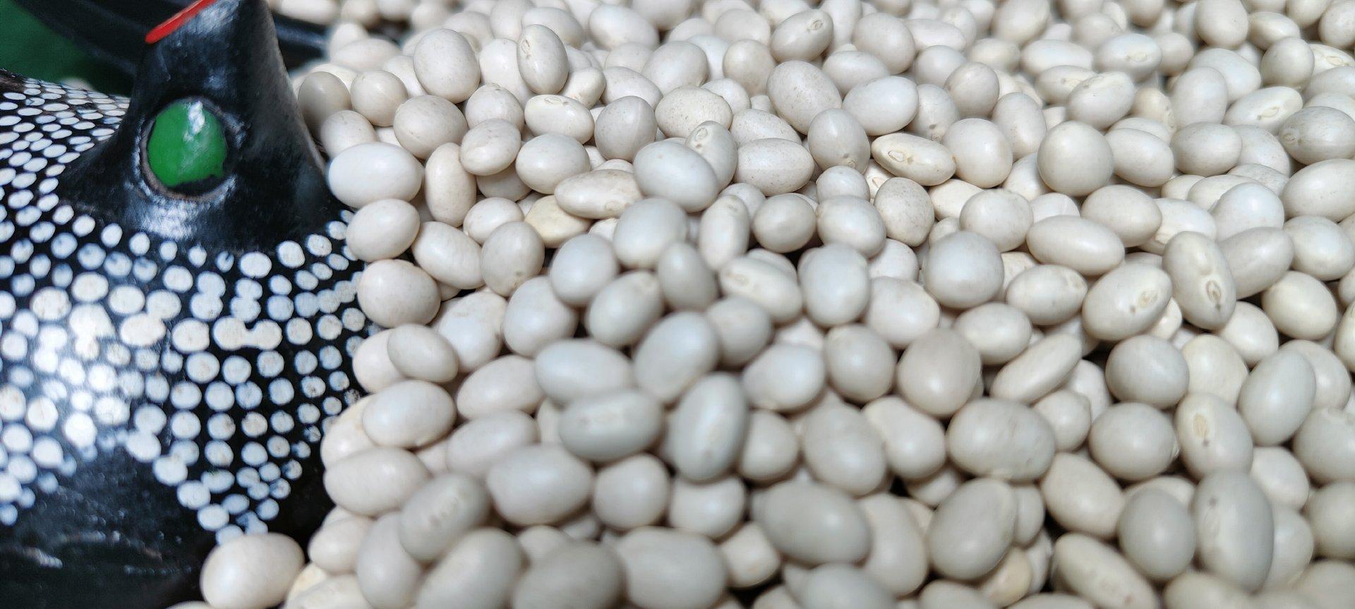 2024 Ethiopian Origin White Pea Beans Hand-Picked Round shape Wholesale Dried New Crop Available in Bulk Quantity