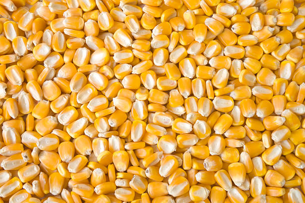 Your Expert Guide to Procuring Top-Tier Maize: Top 9 Maize Suppliers in South Africa in July 2025