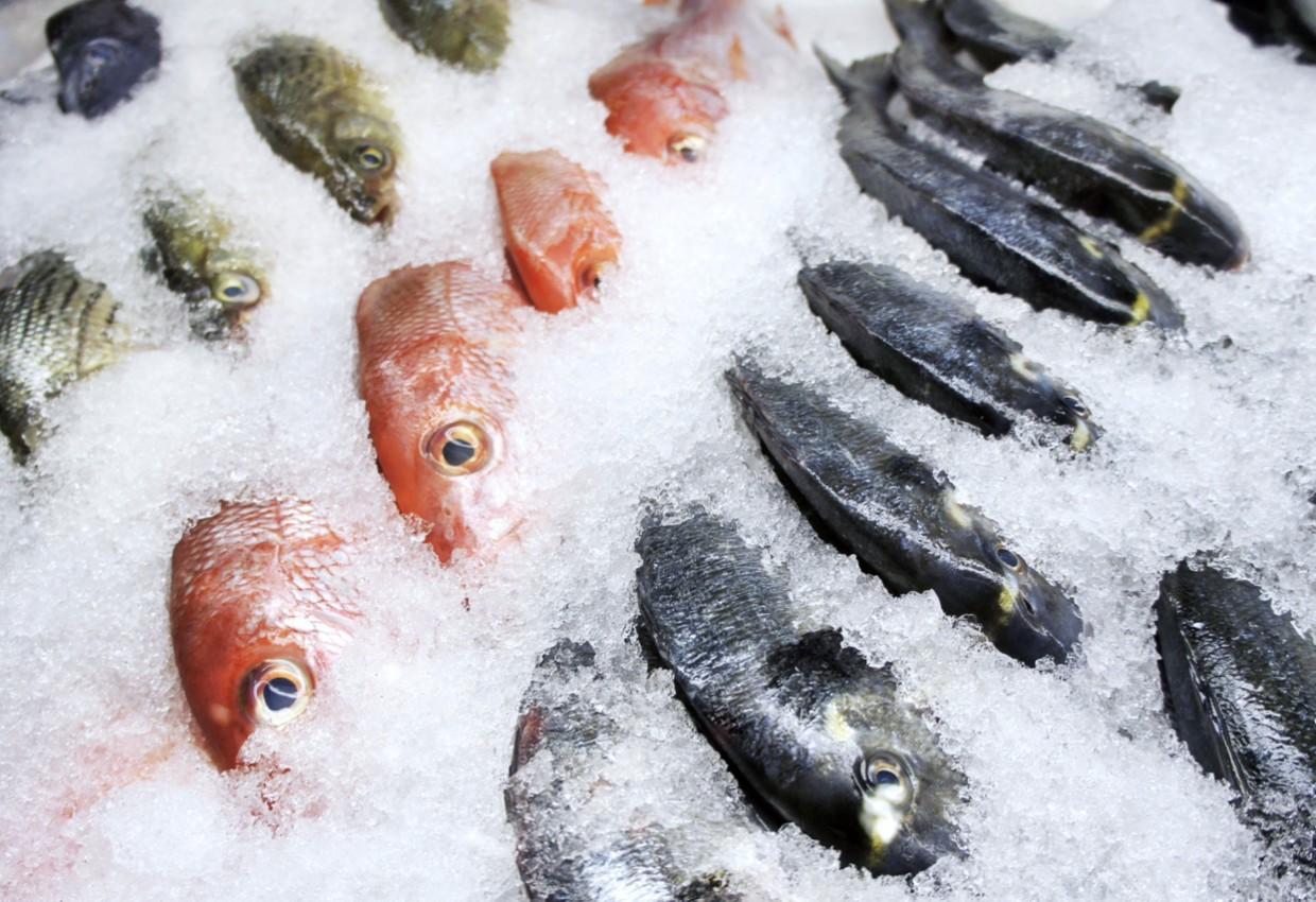 Get to Know the Top 10 Frozen Fish suppliers in South Africa - 2