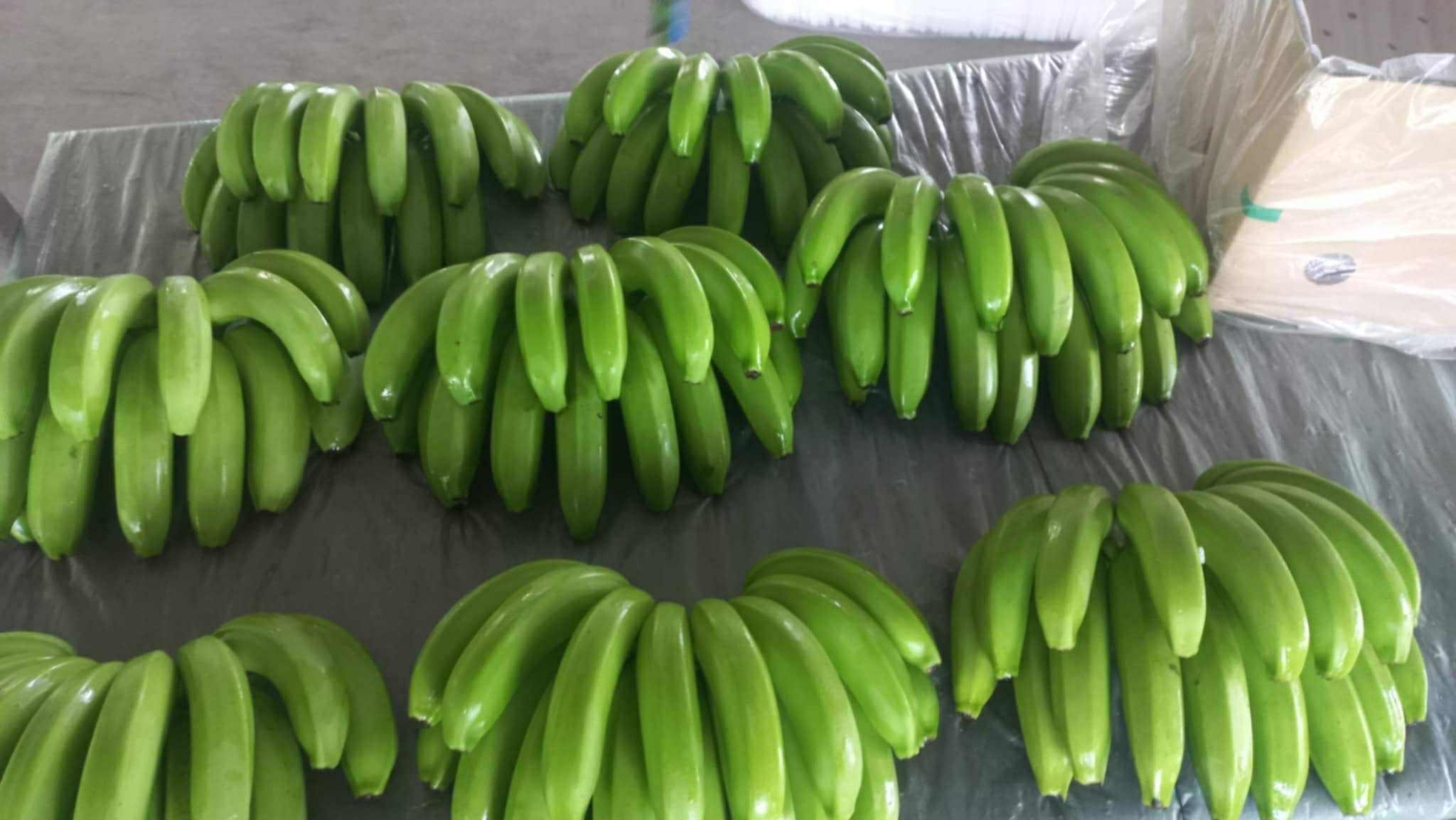 Export Ready Bananas