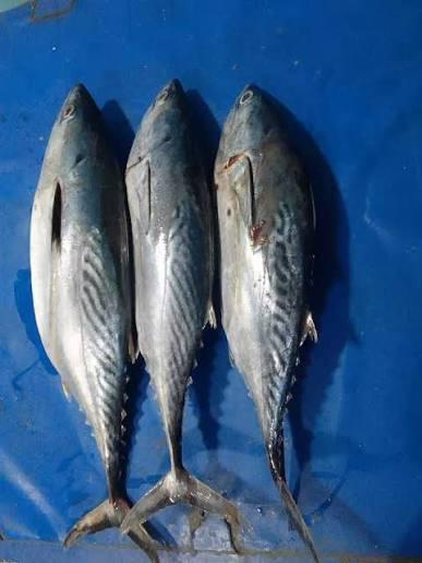 Seafood (Tune, Cuttlefish, Squids, Mackerel Fish, Sardine Fish)