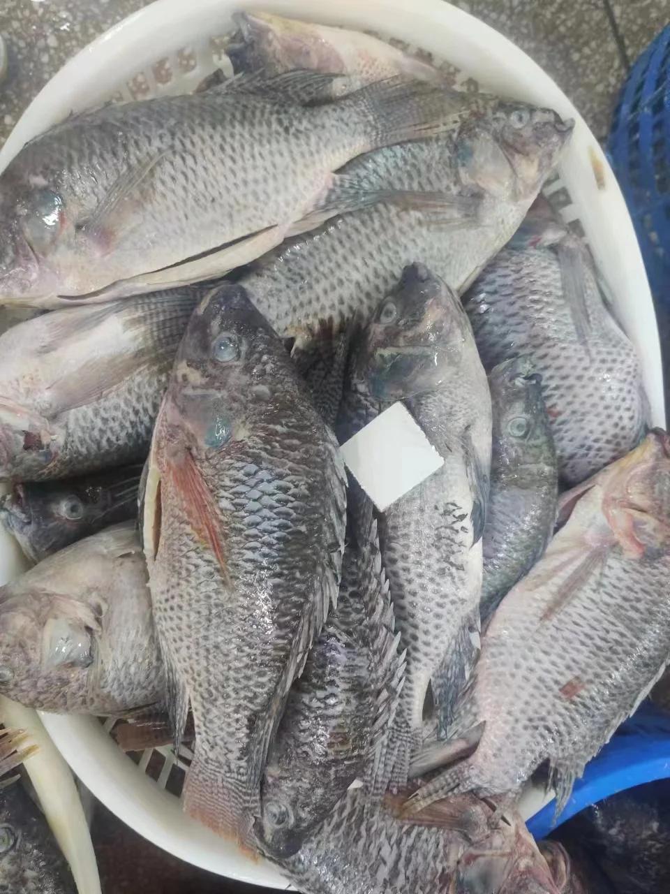 Frozen Tilapia GGS