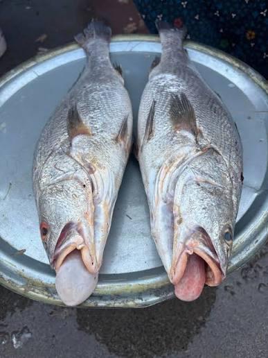 Ghol Fish Whole