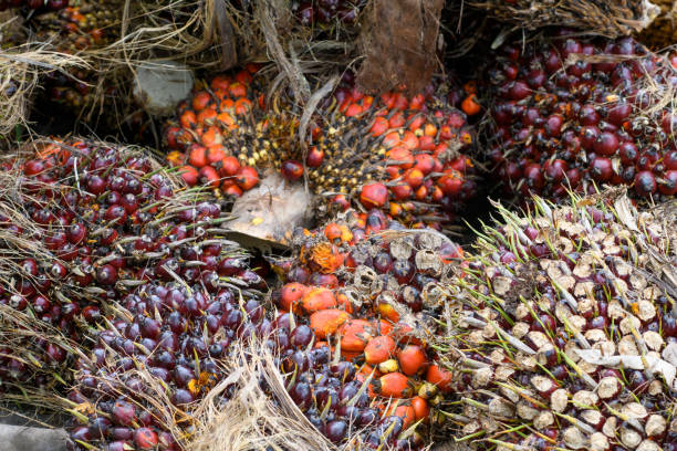 Top 5 Palm Oil Suppliers in Vietnam in Quarter 3 of 2025