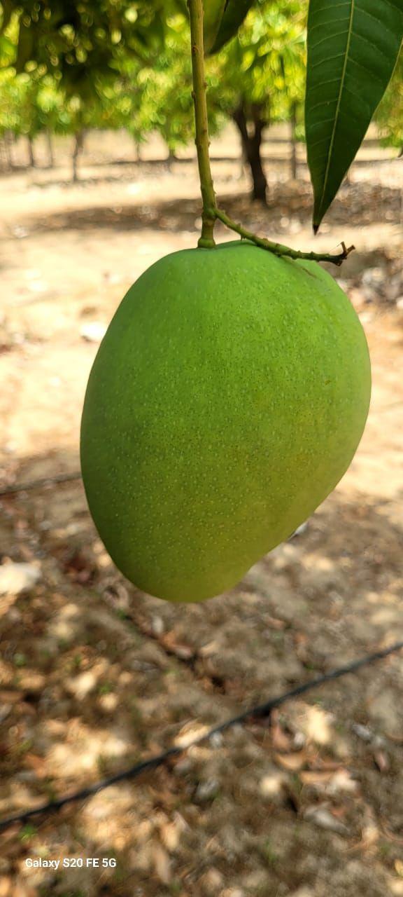 Banaganapalli Mango