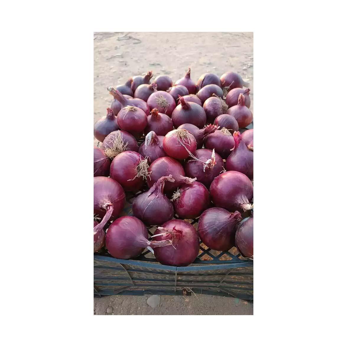 Top Selling Premium Quality New Crop Fresh Vegetables Fresh Red Onion at Factory Price