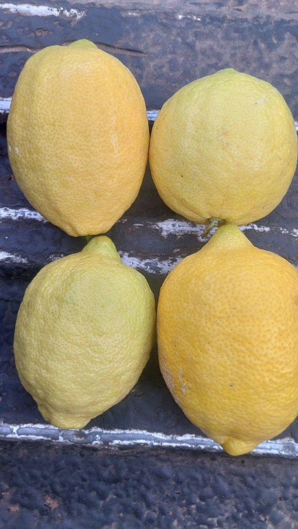 Lemon Grade B and c suitable for lemon juice, we have more than 1 000 000 kg based in South Africa Limpopo Marble hall 