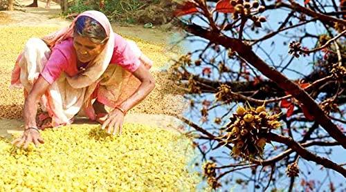 Mahua Flower Image 1