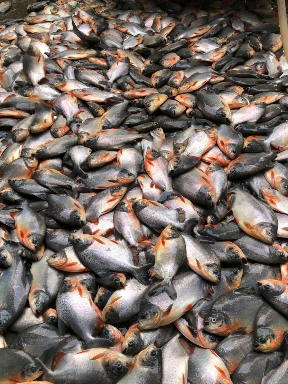 FROZEN RED BACU FISH