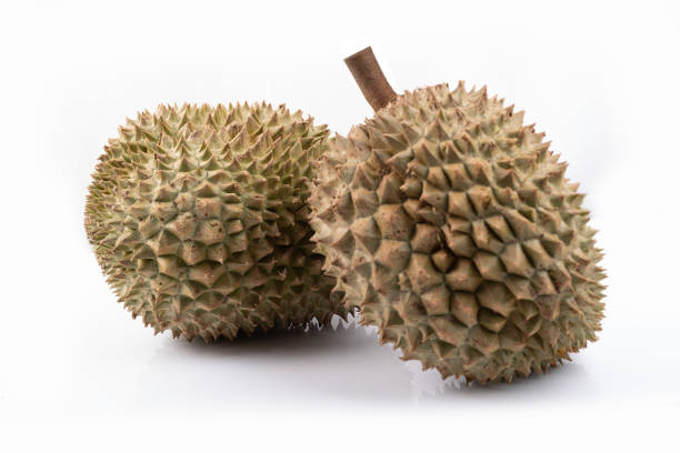 Top 9 Fresh Durian Suppliers in Malaysia in Quarter 3 of 2025